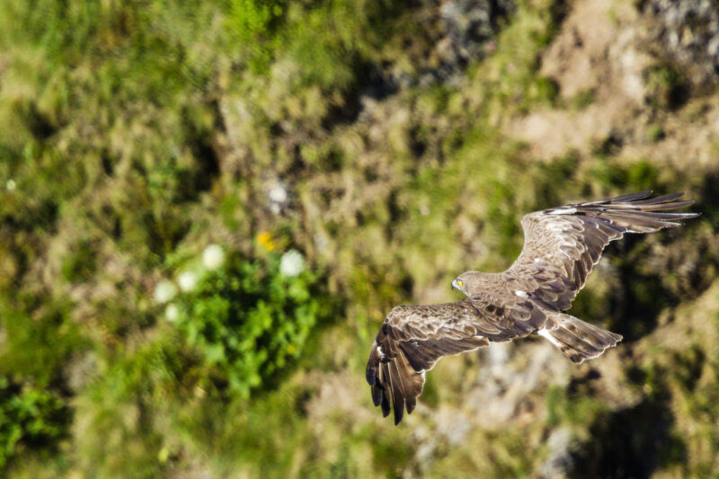 Circaète Jean-le-Blanc